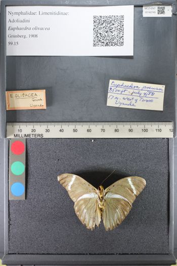 Media type: image;   Entomology 142745